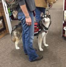 Koa in training