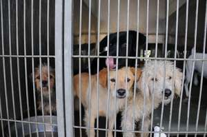 Shelter Dogs