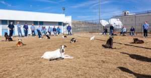 Warm Springs Correctional Dog Program