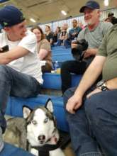 Wolf at Basketball game