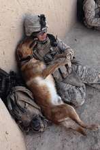 soldier and dog