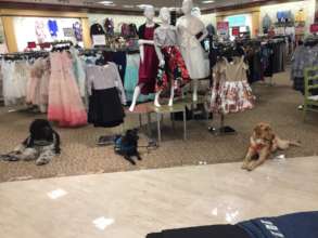 Public training for service dog work