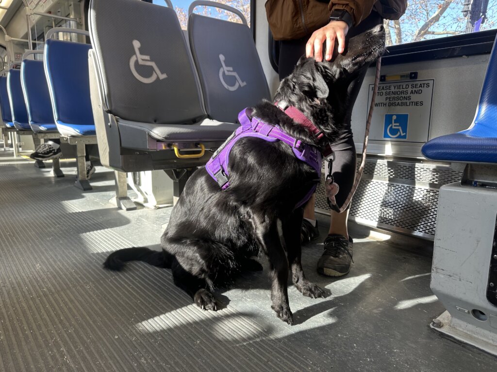 Training Rescue Dogs as Service Dogs for Veterans