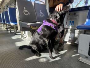 Poptart & Chelsea Practice Public Transportation