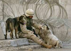 soldier and dog