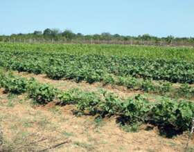 This is how our lentils plantation looks like