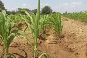 Growing corn at Apuna Farm