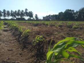 Our short cycle crops agriculture