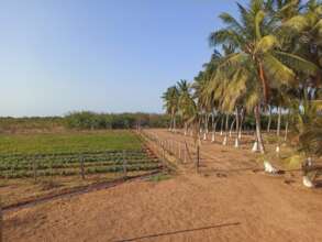 Sustainable farming at Apuna Farm