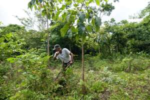 Maintaining reforestation areas