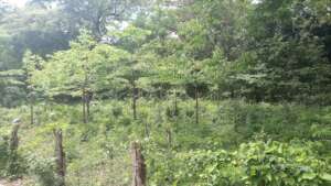 Trees growing in a reforestation area