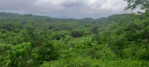 Our 2025 planting area near Ostional, Nicaragua