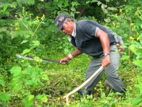 Growing trees with traditional tools