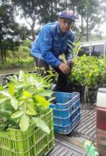Community ranger moving trees in Nicaragua