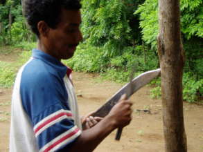 The machete is an essential forestry tool