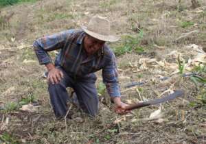 The machete is an essential livelihood tool
