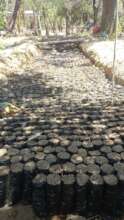 Tree nursery awaiting seed germination