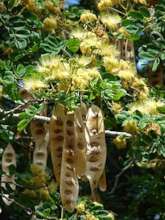 Albizia Lebbeck Tree