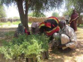 Planning the moringa plantation