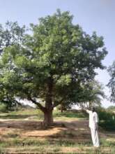 First Baobab planted in 2007