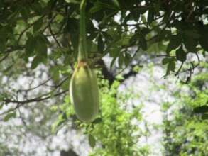 The nutritious fruit of the 1st Baobab we planted