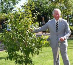 King Charles planting a Tree