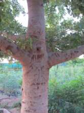 The Love Tree of Darfur with carved names & hearts