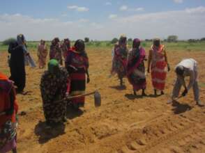 Planting the Moringa seedlings