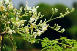 Moringa seeds growing