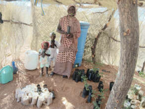 Seedlings in the Um Ga'al Tree Nursery