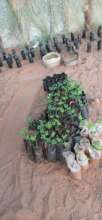 We are already planting seedlings in Um Ga'al