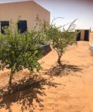 Trees outside Kindergartens grow to provide shade