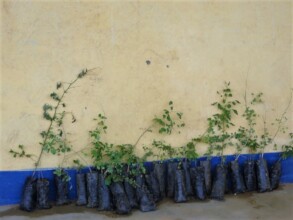 $14 plants 5 more seedlings - please help!