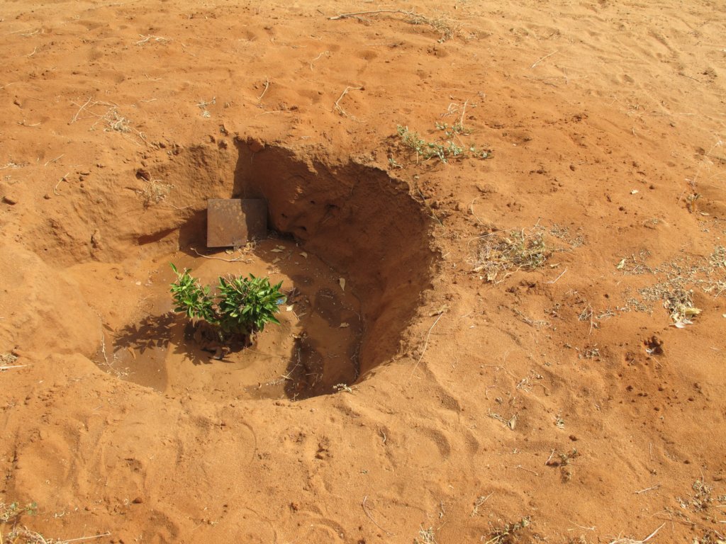 Healing the Desert with Trees in Darfur