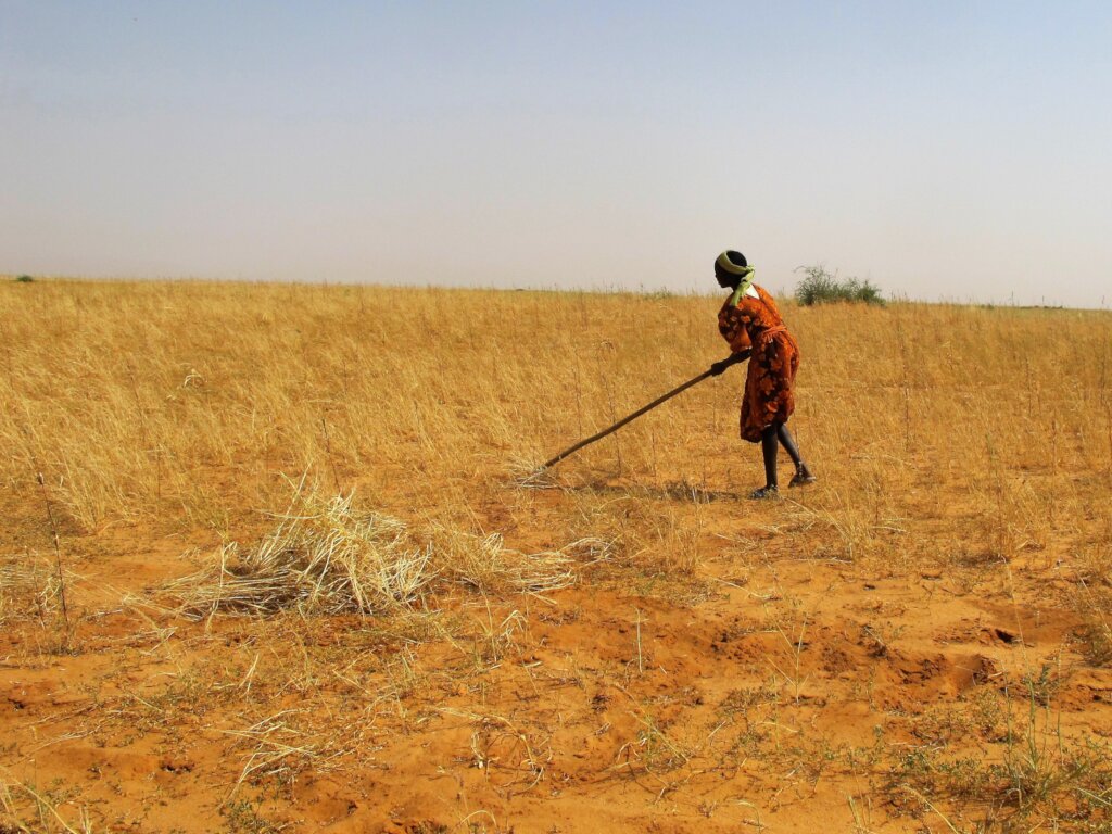 Healing the Desert with Trees in Darfur