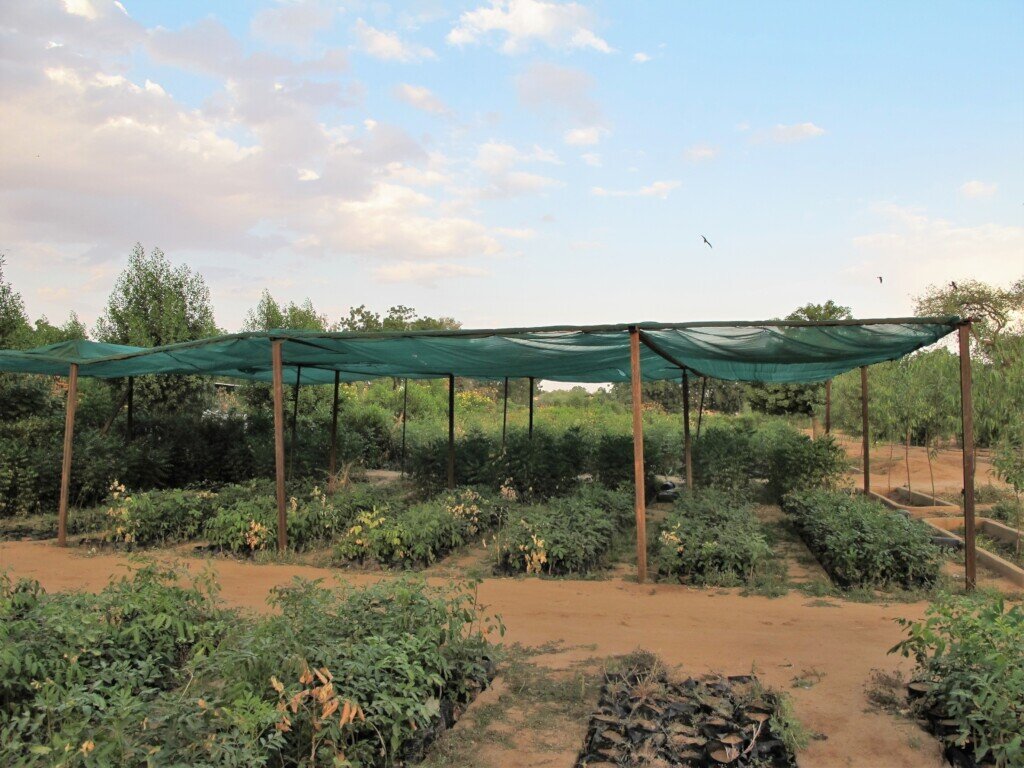 Healing the Desert with Trees in Darfur
