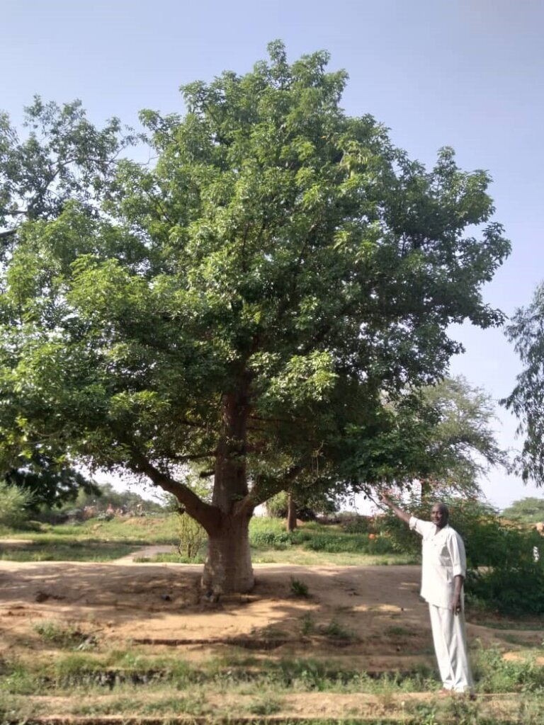 Healing the Desert with Trees in Darfur