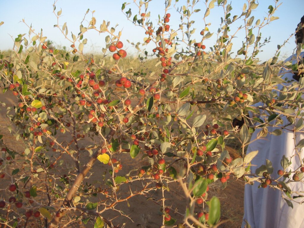 Healing the Desert with Trees in Darfur