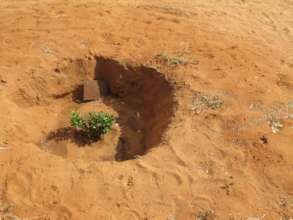 Newly planted seedling in Darfur