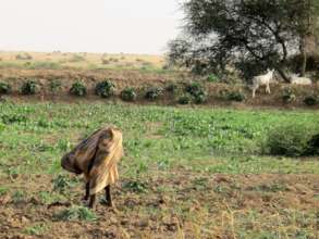 Woman Planting