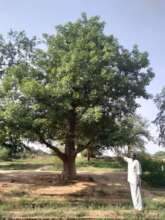 First Baobab planted in 2007