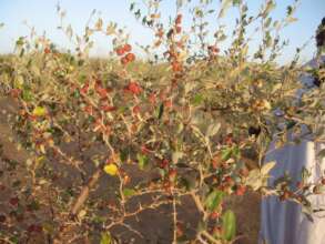 Nabuk Trees provide essential fruit to eat