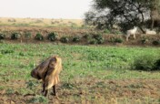 Healing the Desert with Trees in Darfur