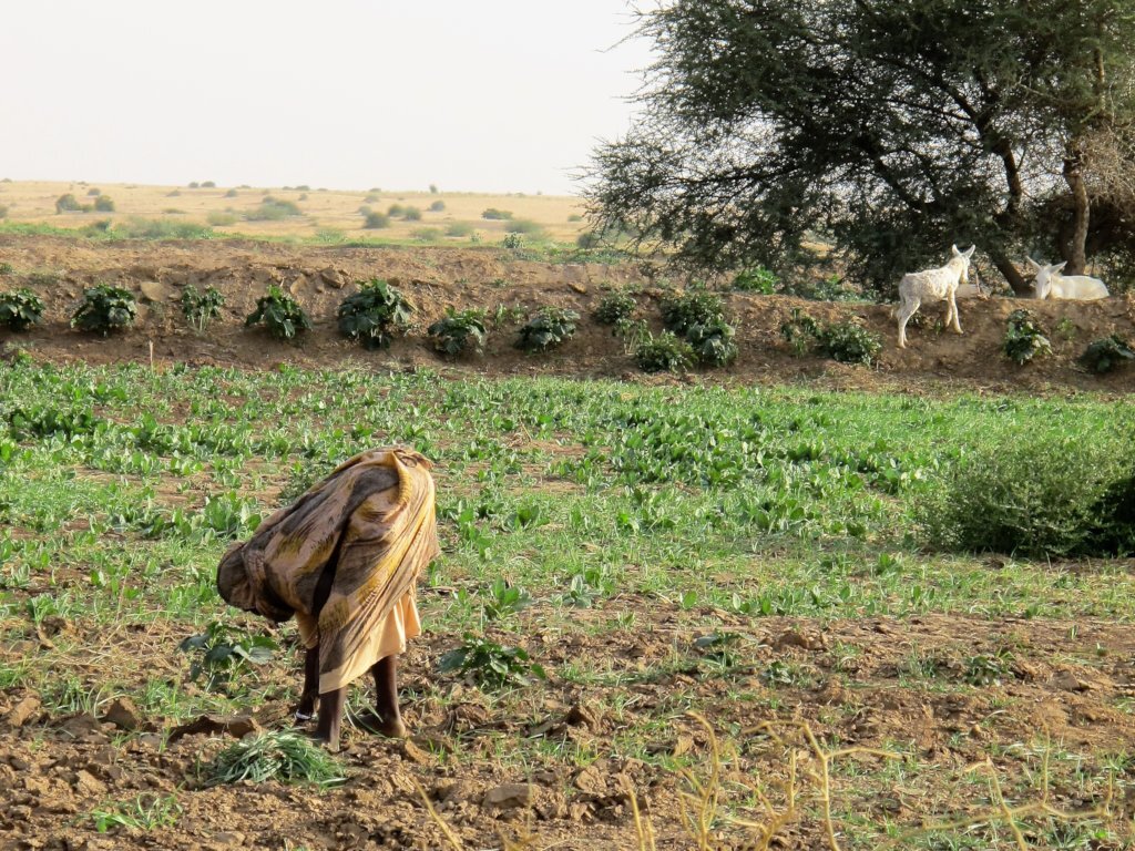 Healing the Desert with Trees in Darfur