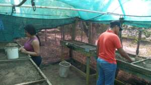 Getting the seeds on the germination bed