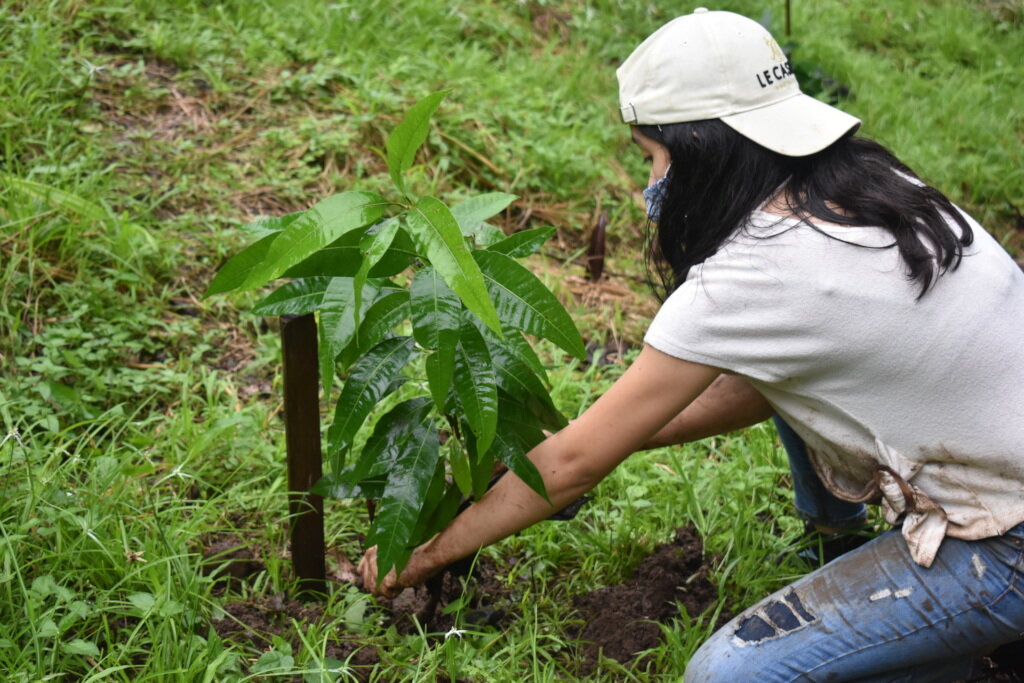 A sapling being planted to reforest Azuero