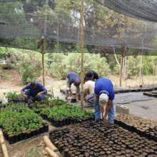 Getting saplings ready for planting