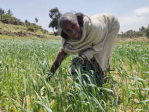 Hagosa G. weeding her crops