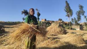 Mrs B. harvesting her wheat field