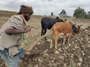 Ploughing the land in readiness for the cereals